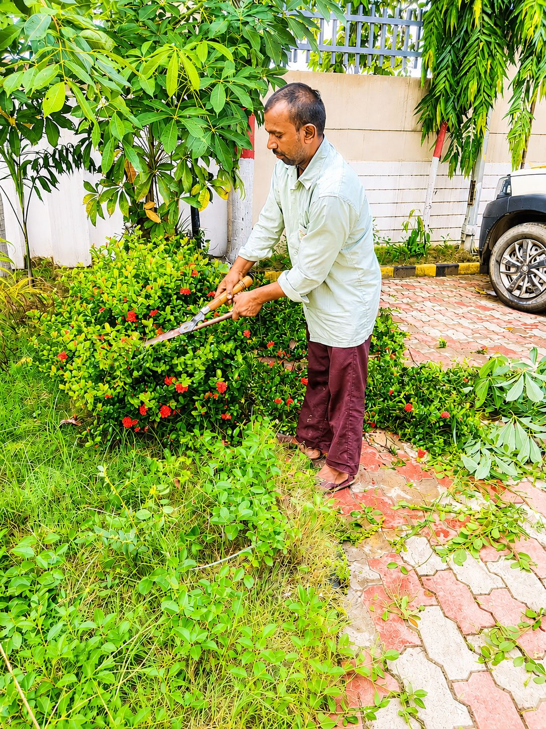 Plant Cutting